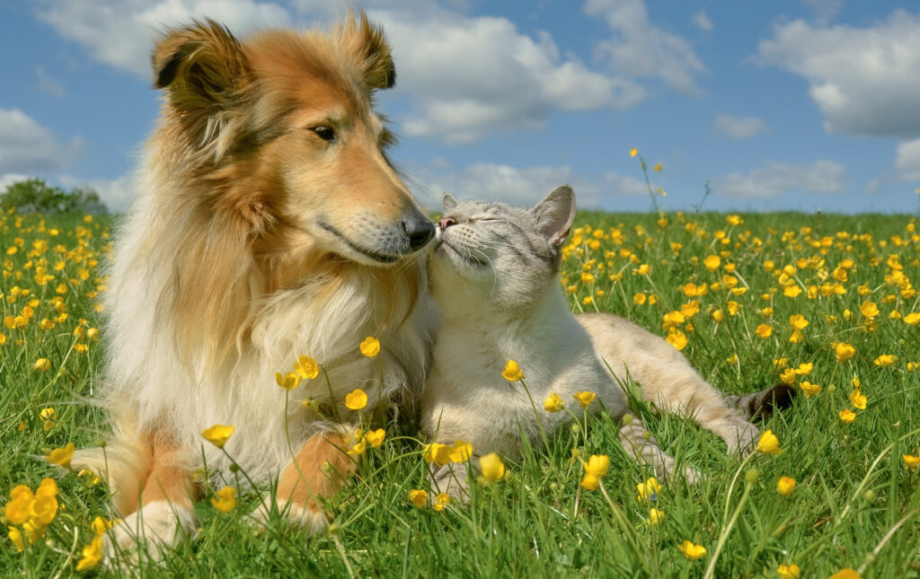 犬猫幸せ