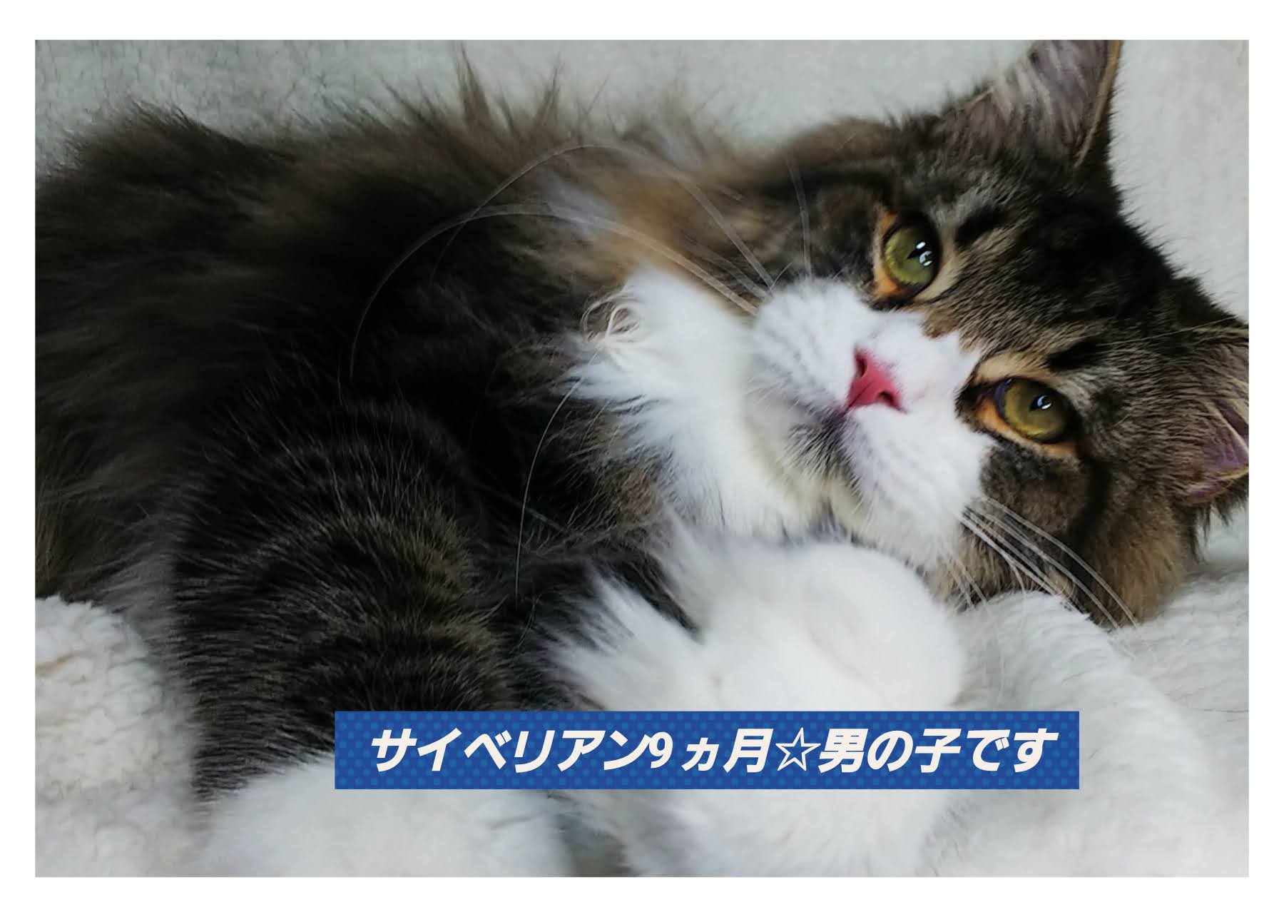 募集中の猫ちゃん☆サイベリアン05.12☆お迎えいただき