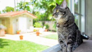 猫幸せな時間