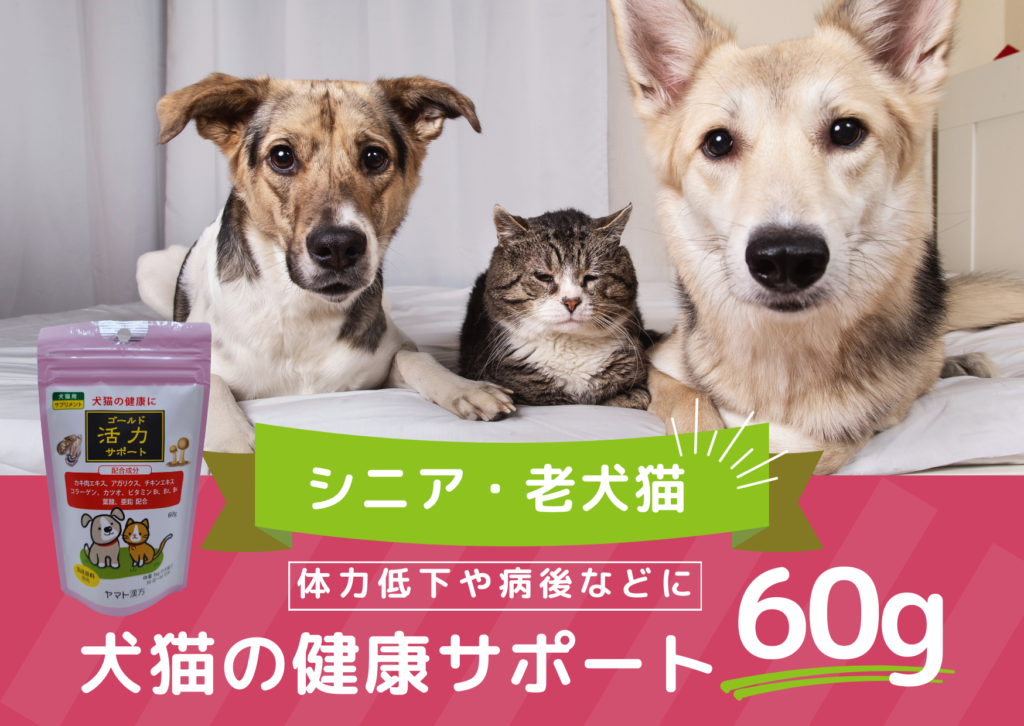 今月のピックアップ商品＃4｜純血統ハンディキャップ・卒業犬猫の里親 