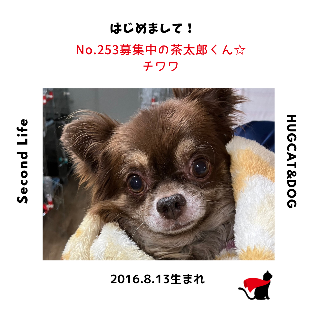 【hunnyページ】ぎゅうぎゅうチワワさん  ネモフィラ畑のチワワさん No.253募集中のチワワ♂茶太郎くん☆【お迎え決定♪】｜純血統ハンディ