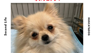 お迎え決まりました｜純血統ハンディキャップ・卒業犬猫の里親さん募集 