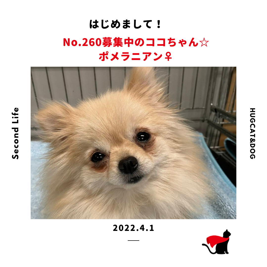 ☆でめ☆様 確認用