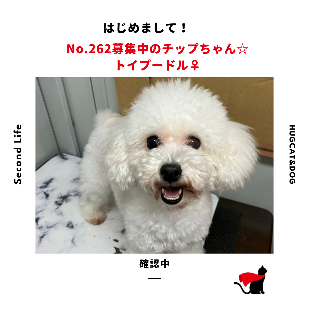 【新品未開封】ウィキッド×三浦大地　フリルトートバック　グリンダ　阪急うめだ本店 完売品/梅田阪急限定】ウィキッド Daichi Miura トートバッグ 新品未