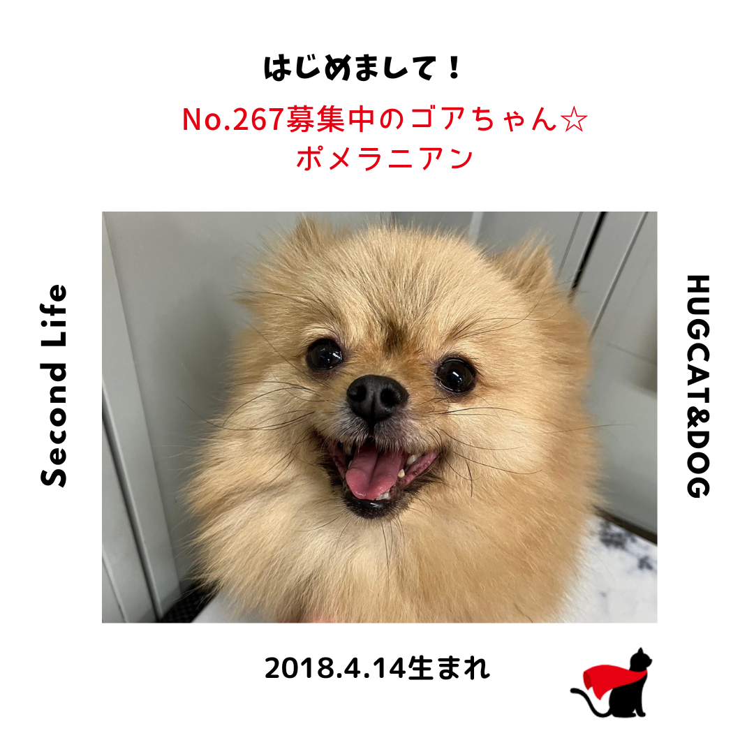 No.266募集中のポメラニアン♀ゴアちゃん☆【お迎え決定♪】｜純血統